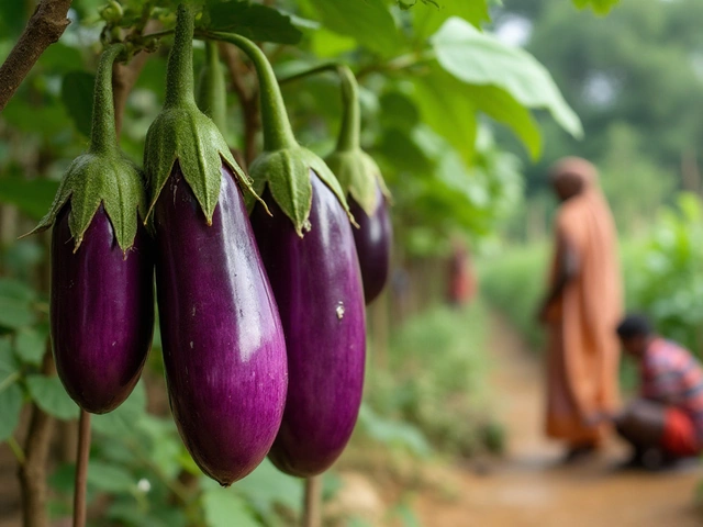 Why Do We Call the Eggplant the Queen of Vegetables in India?