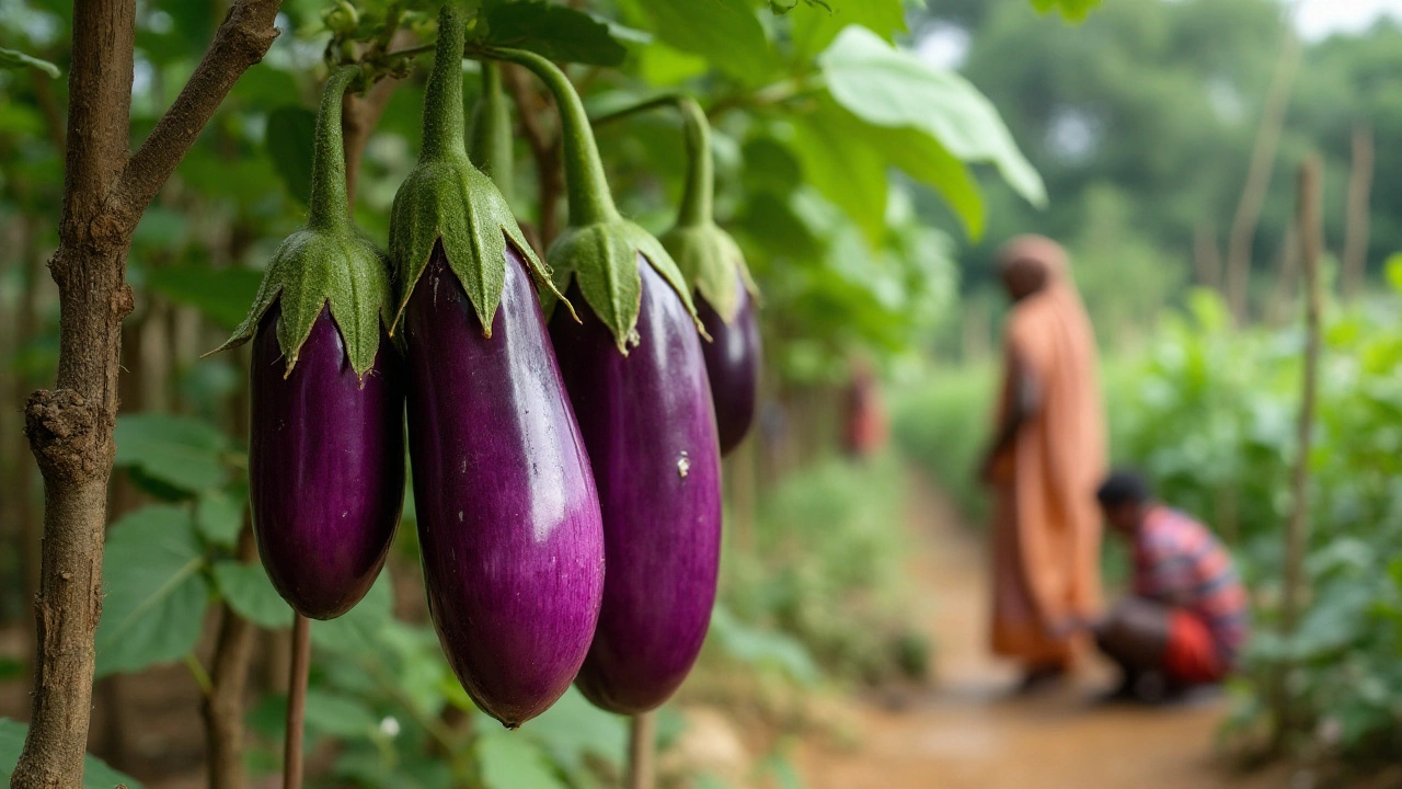 Why Do We Call the Eggplant the Queen of Vegetables in India?