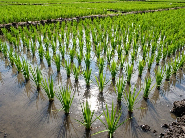 Why is rice difficult to grow? Challenges explained