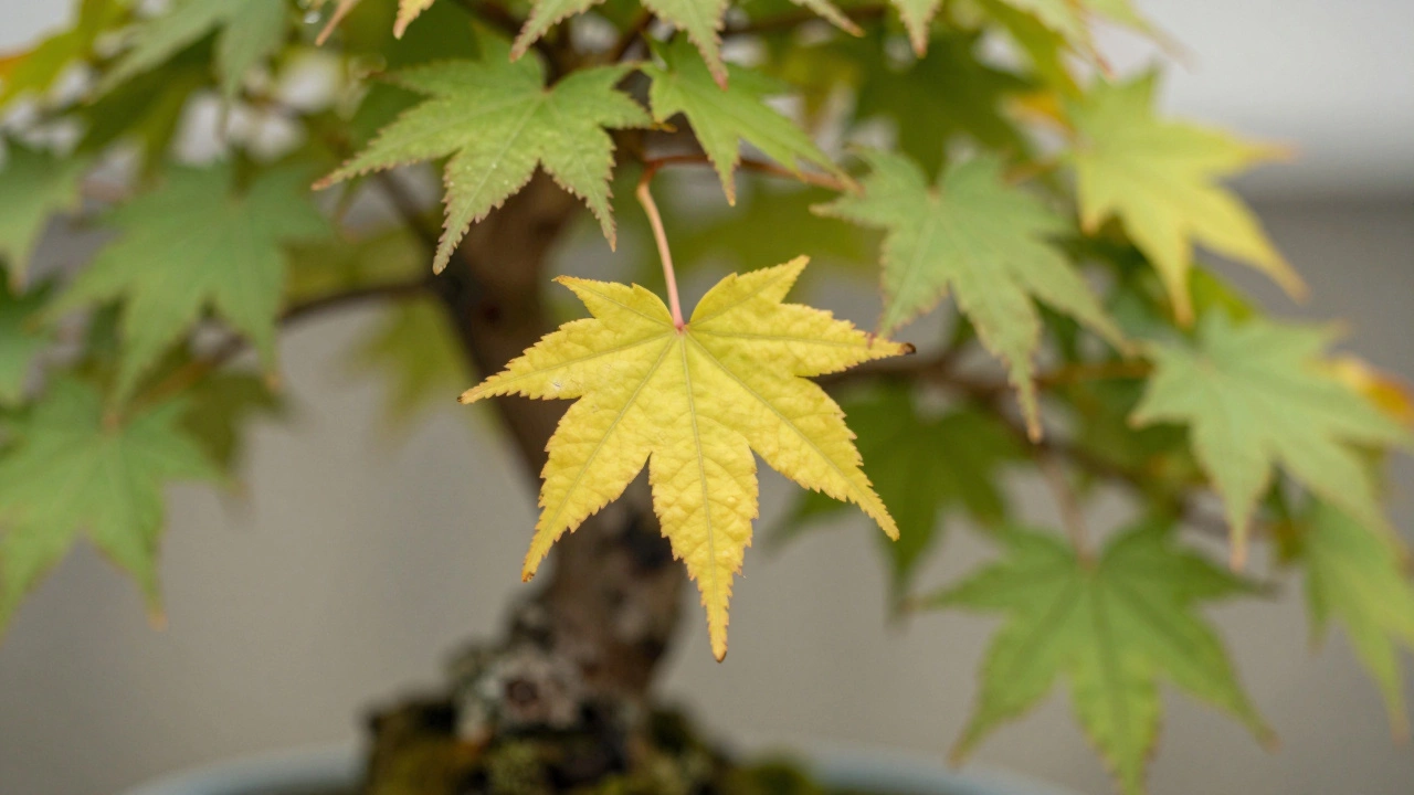 Should You Remove Dead Leaves From Bonsai? A Complete Guide
