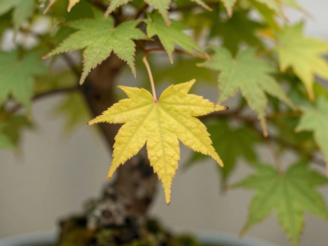 Should You Remove Dead Leaves From Bonsai? A Complete Guide