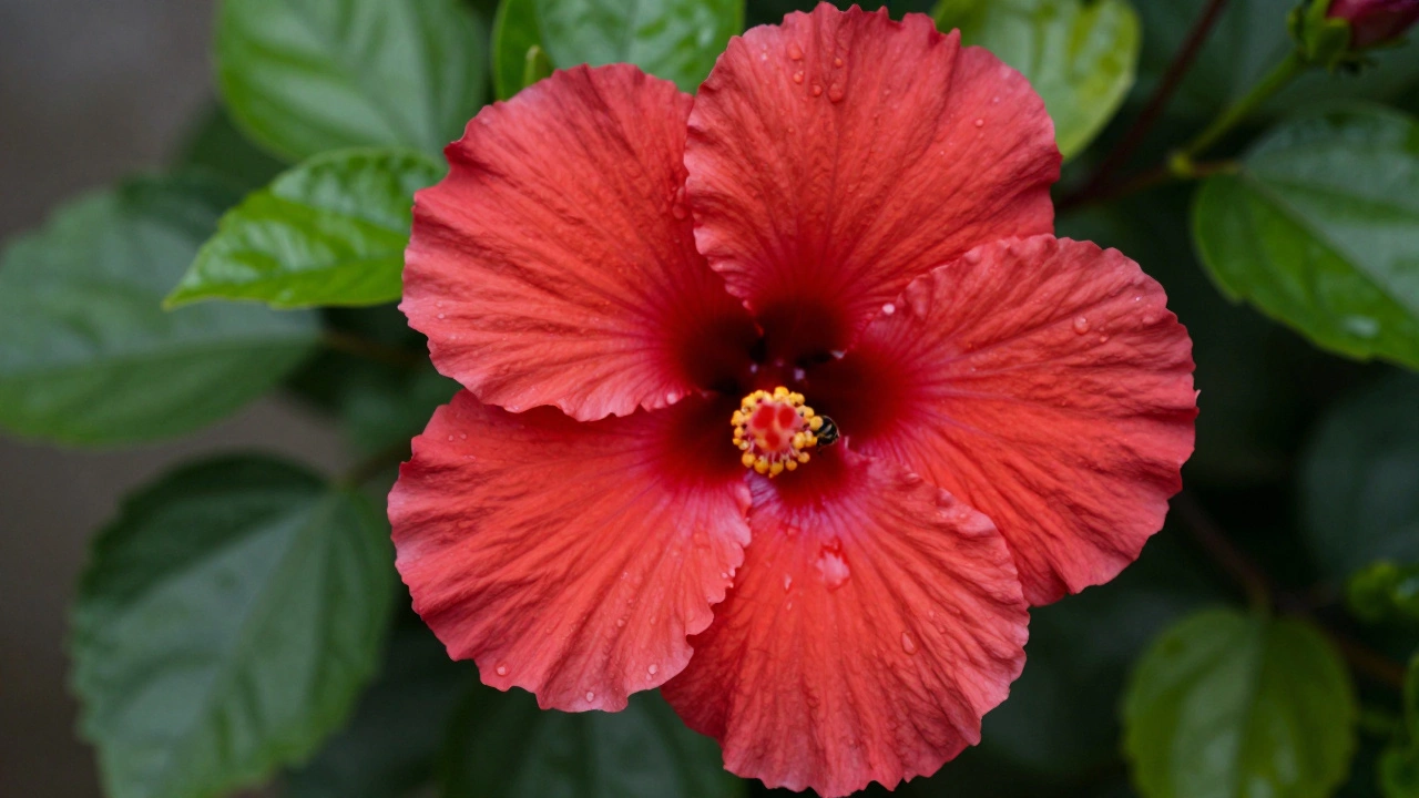 Close-up of a red Hibiscus flower with water droplets and a bee