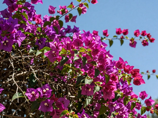 Plants That Bloom All Summer in India: The Ultimate Guide to Heat-Resistant Flowers