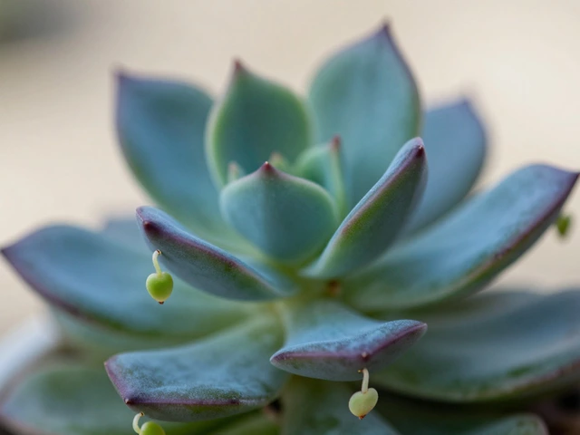 What is the Mother of Many Babies Plant? Care, Propagation & Benefits